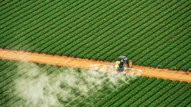 Best Termite Control Services  in Lake Brownwood, TX