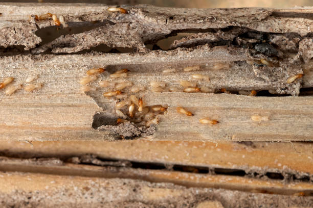 Best Emergency Pest Control  in Lake Brownwood, TX